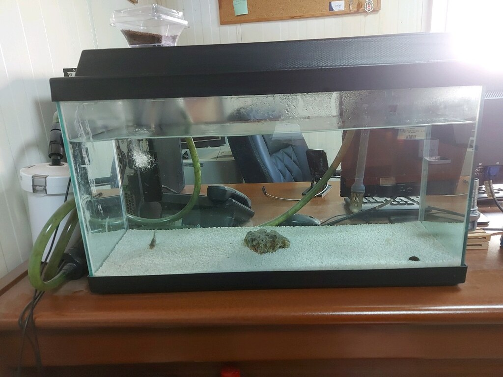 uyguna ilk gelen alır akvaryum - 2