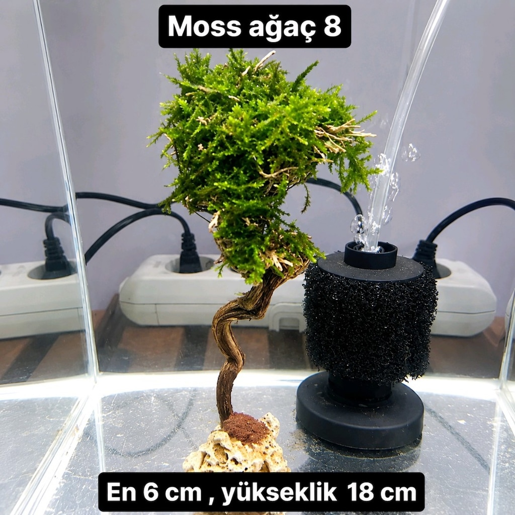 Mosslu ağaç çesitleri - 11