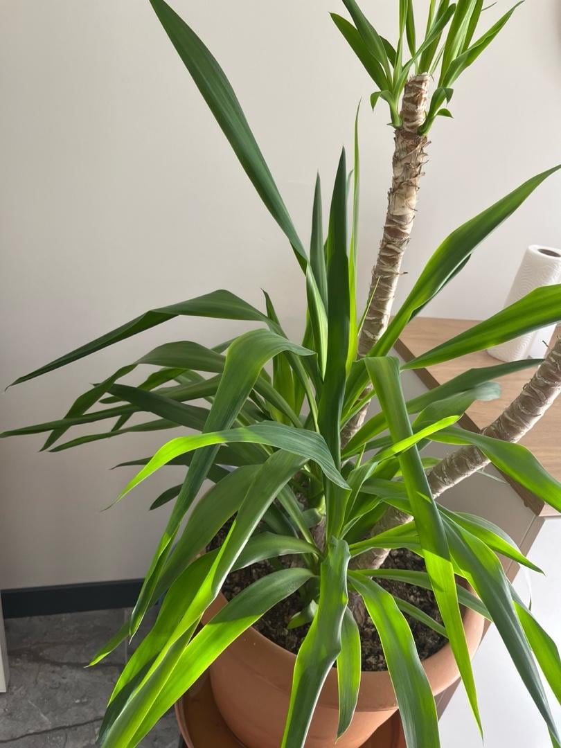 Canlı bitki / yuka - yucca bitkisi 6 gözlü - 2