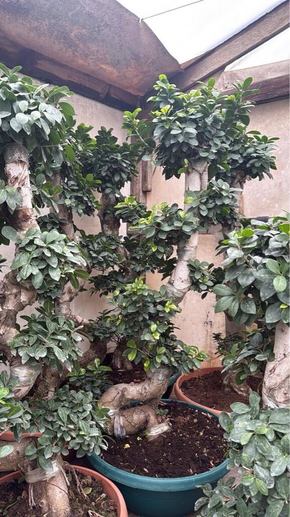 ficus bonsai bitkisi - 4