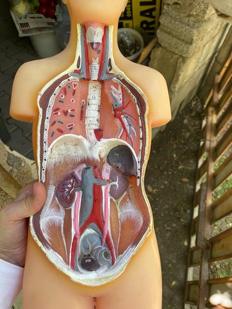 insan anatomisi - 4