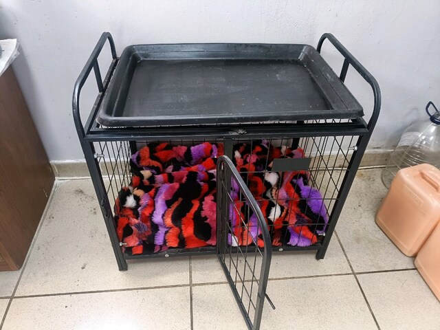 Yavru köpek kafesi