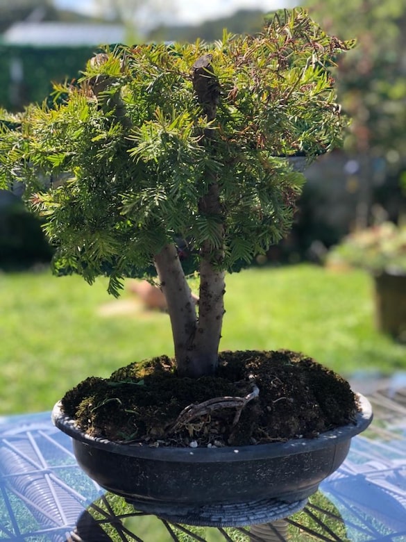 Bonsai Bitkisi