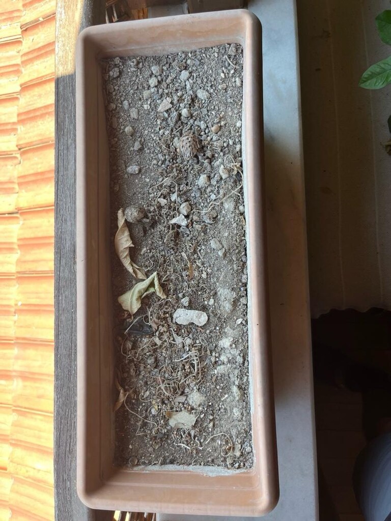 Saksı adet fiyat - 2