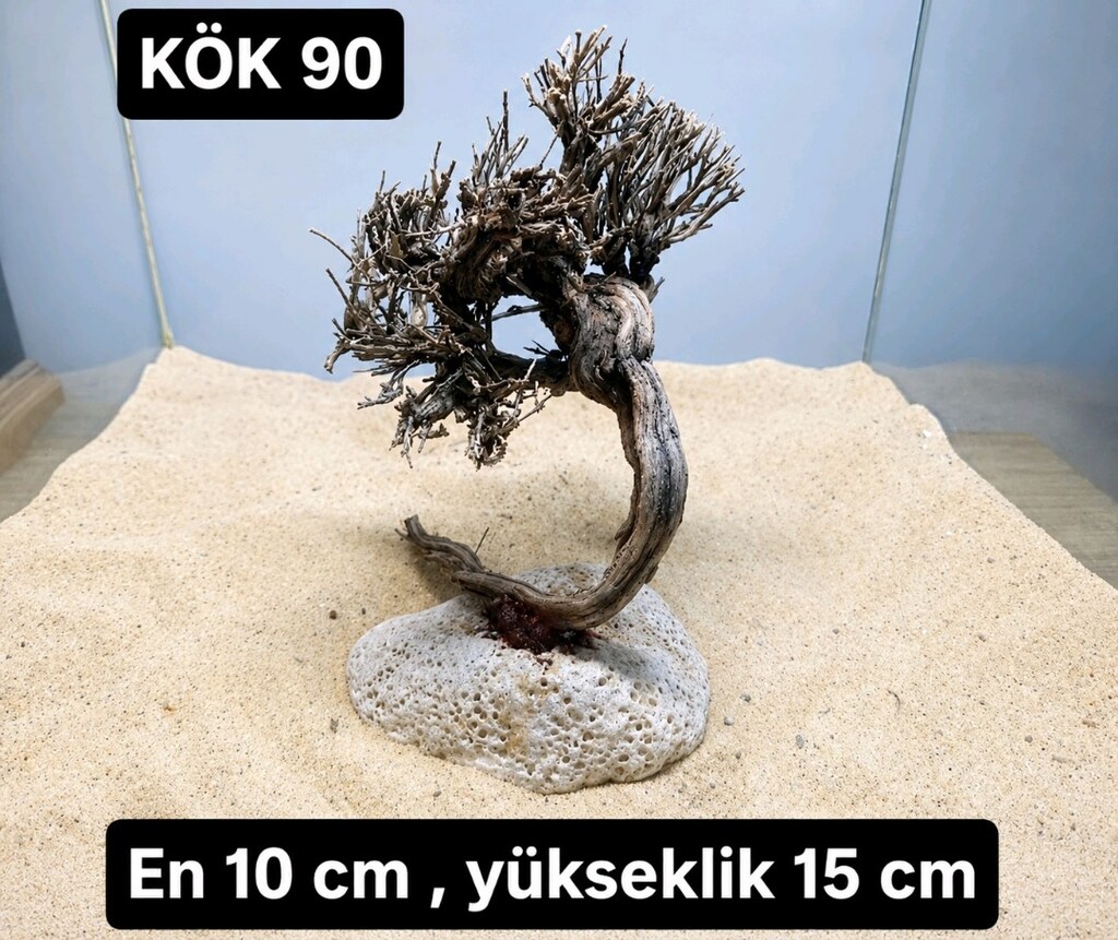 Moss ağacı - 2