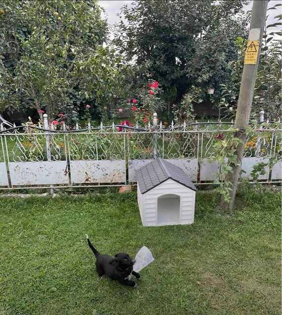 PET KULÜBE