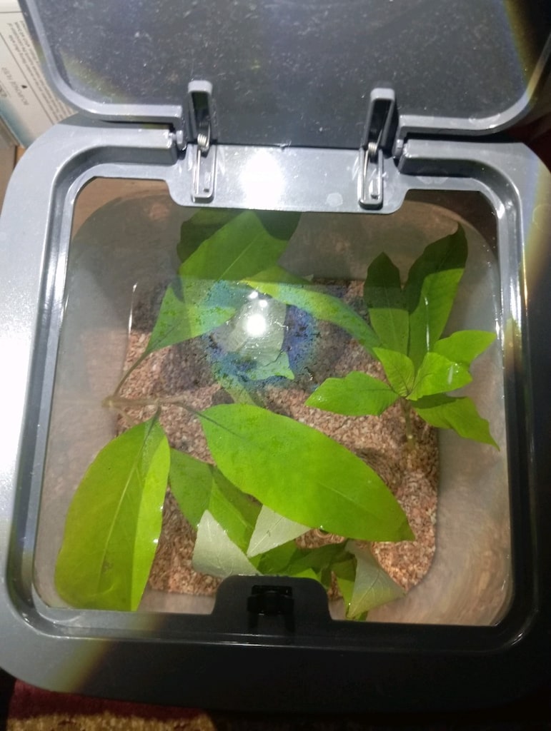 Akvaryum Limon Bitkisi - 3