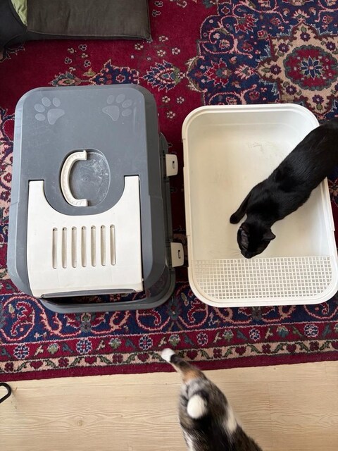 Kedi Tuvaleti