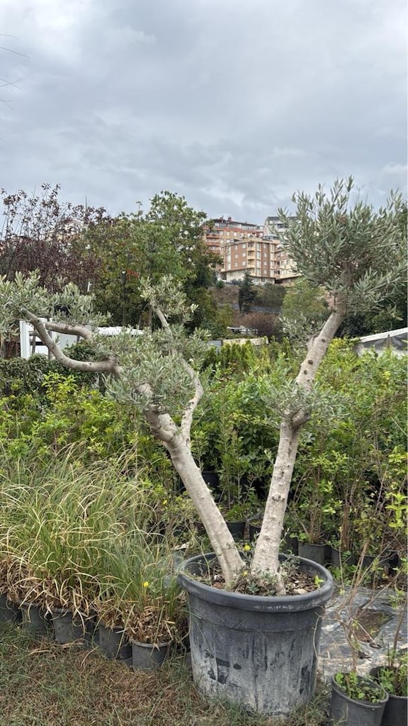 şekili zeytin - 2