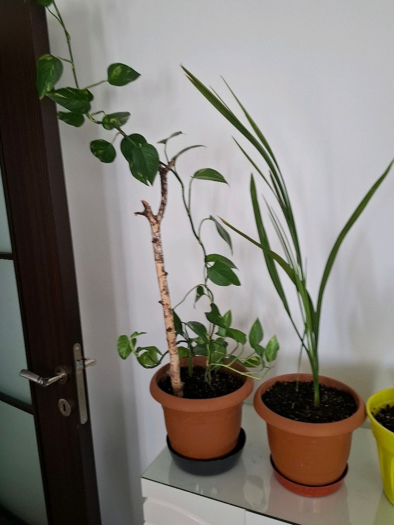 canlı çiçekler ( salon ,ofis balkon vs) - 13