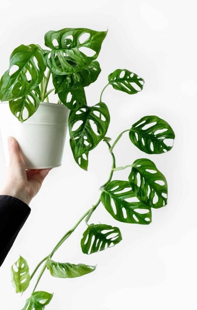 canlı bitki monstera monkey mask adansonii - 6