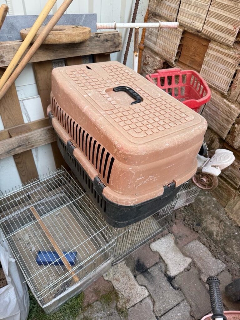 köpek kesi - 2