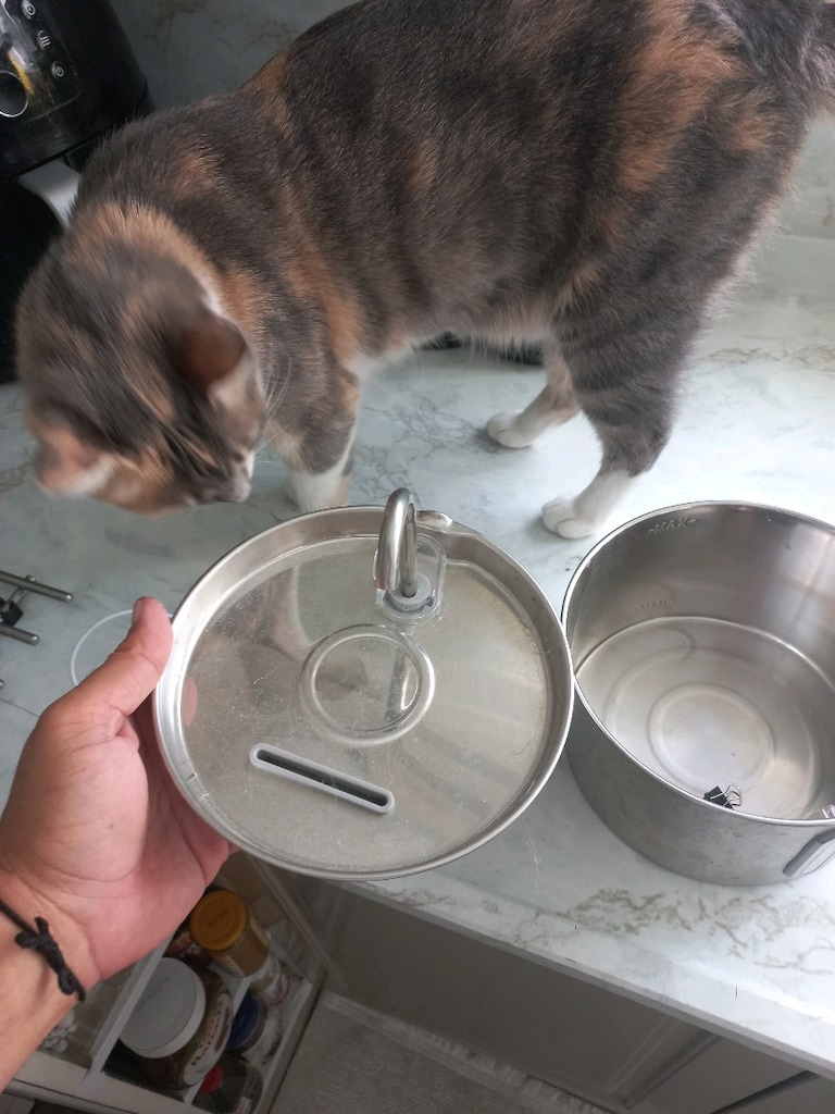 Kedi Su Sebili - 3