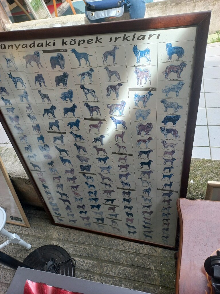 Tablo & Köpek Irkları - 4