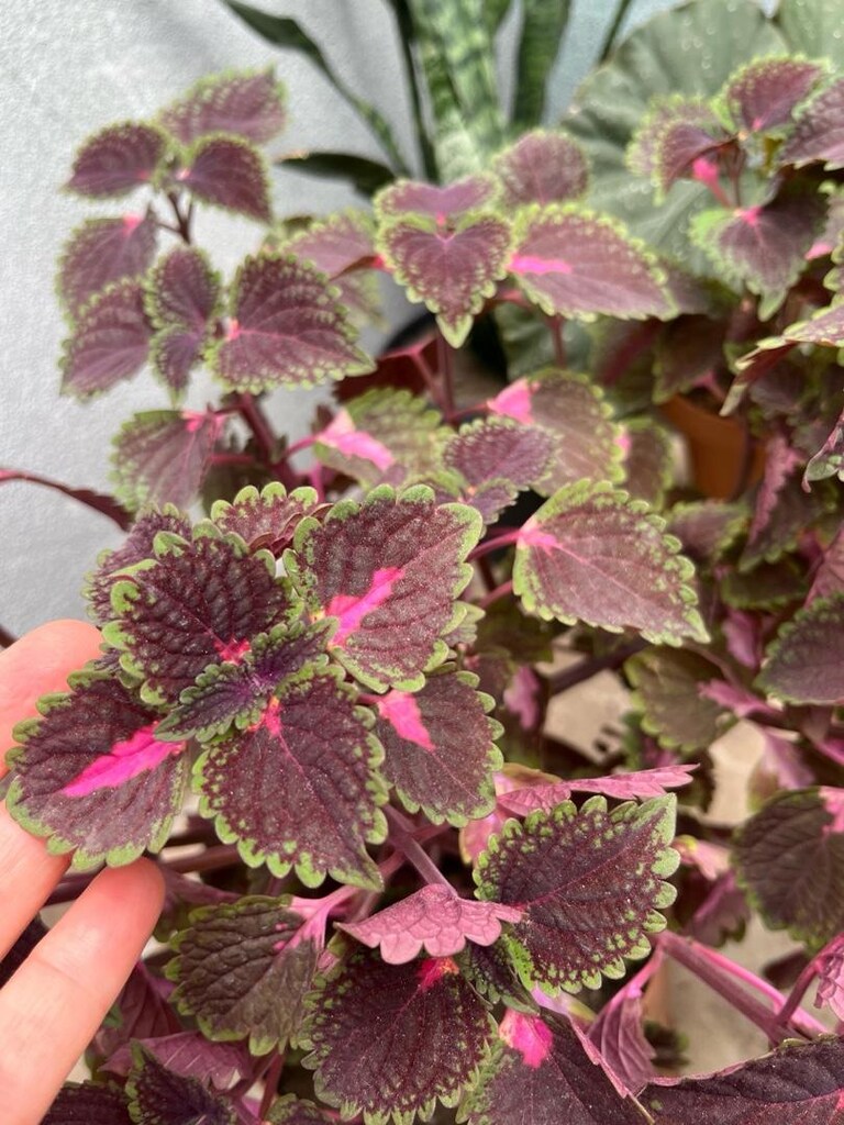 Çiçek - 4