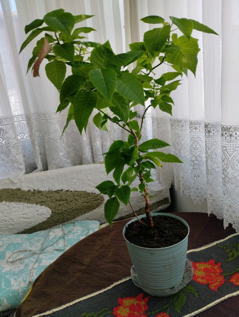 canlı çiçek - 3