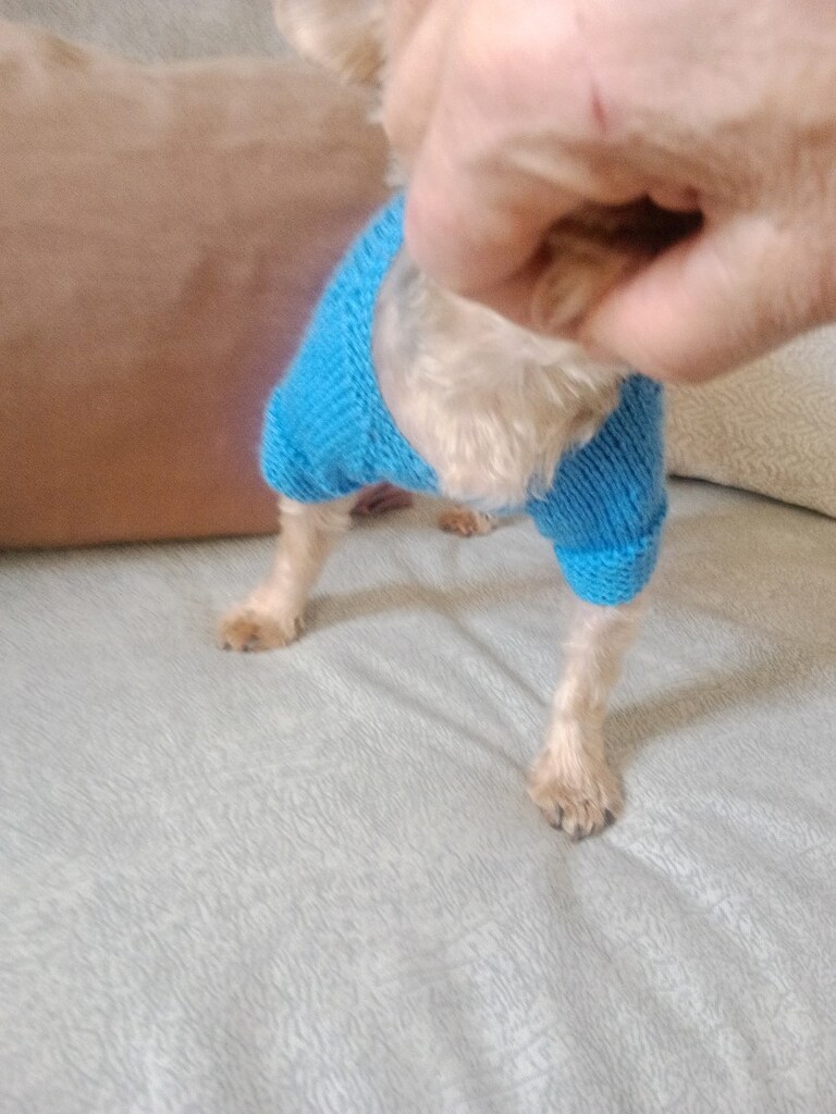 Köpek giyisisi S beden - 6