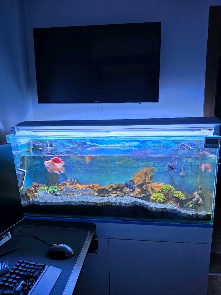 120x60 KOMPLE AKVARYUM SETİ – BALIKLAR DAHİL – 4 FRONTOZA + 4 PAPAĞA - 2