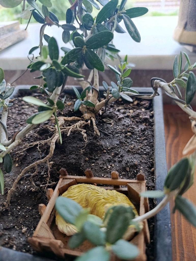 zeytin bonsai - 8