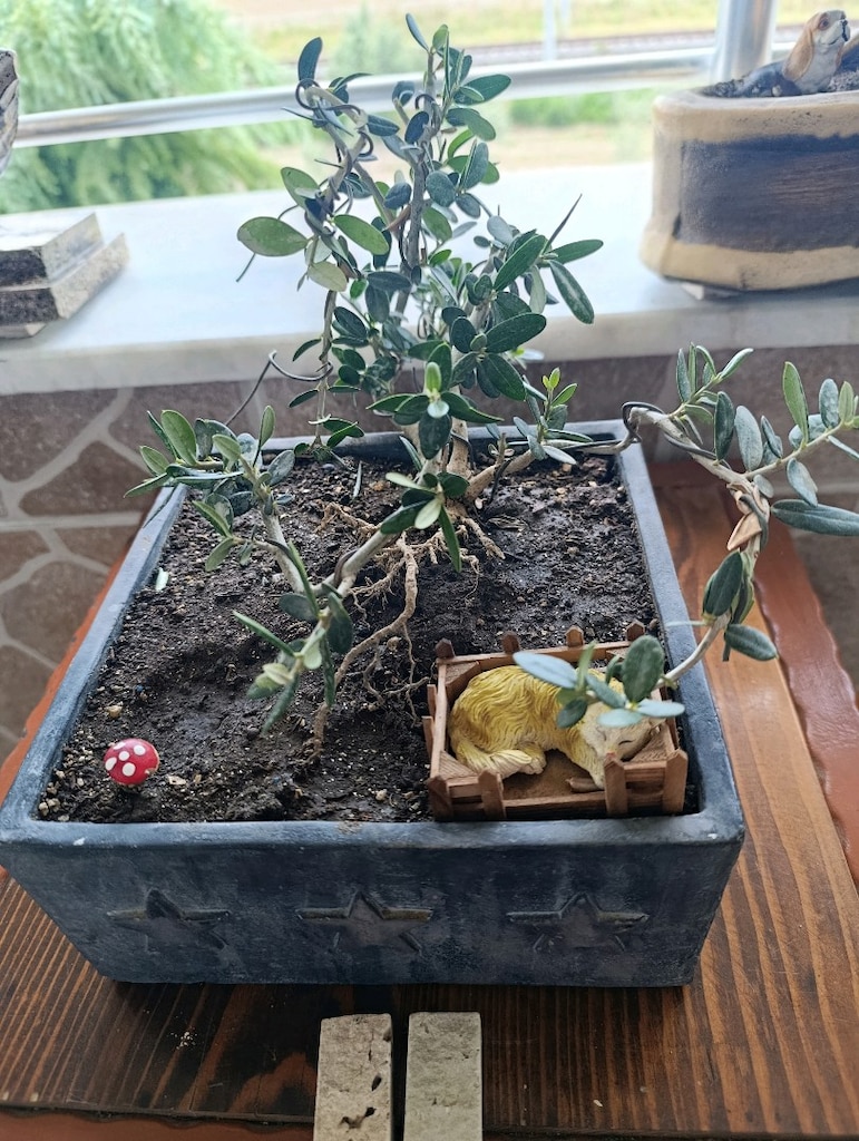 zeytin bonsai - 9
