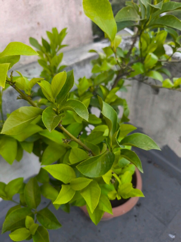 Limon ağacı - 3