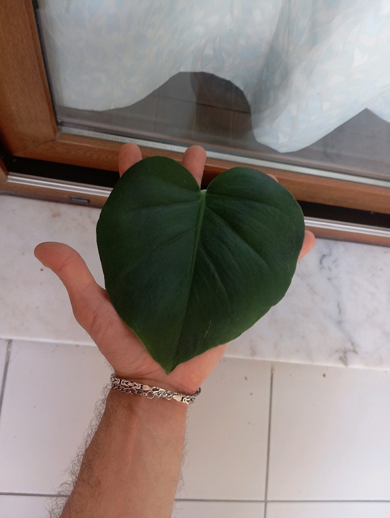 Monstera Deve Tabanı 1 yaprak - 2