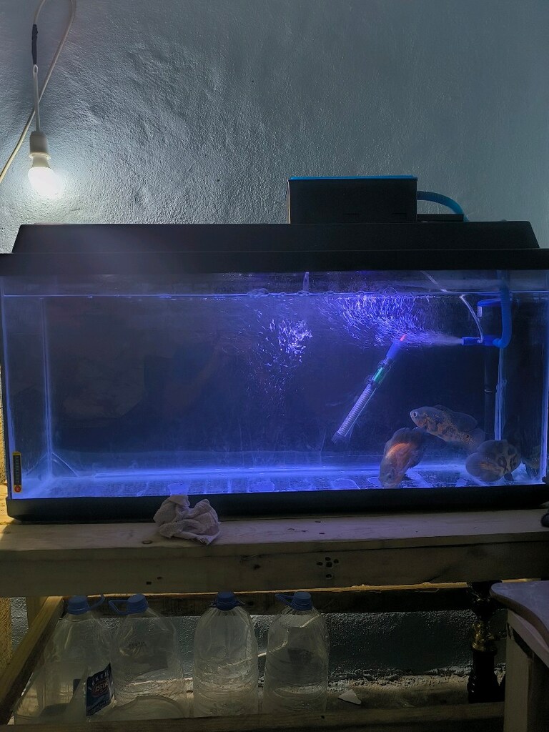 1 Metre temiz akvaryum - 2