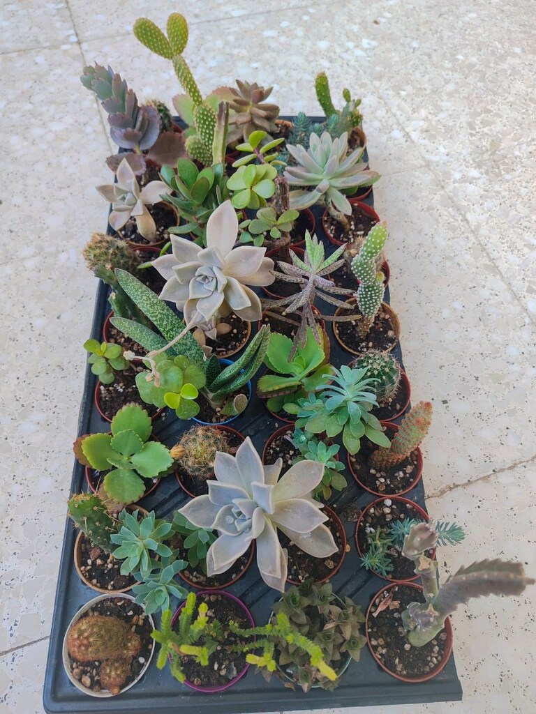 Kaktüs ve sukulent çeşitleri 36 adet 320 tl - 6