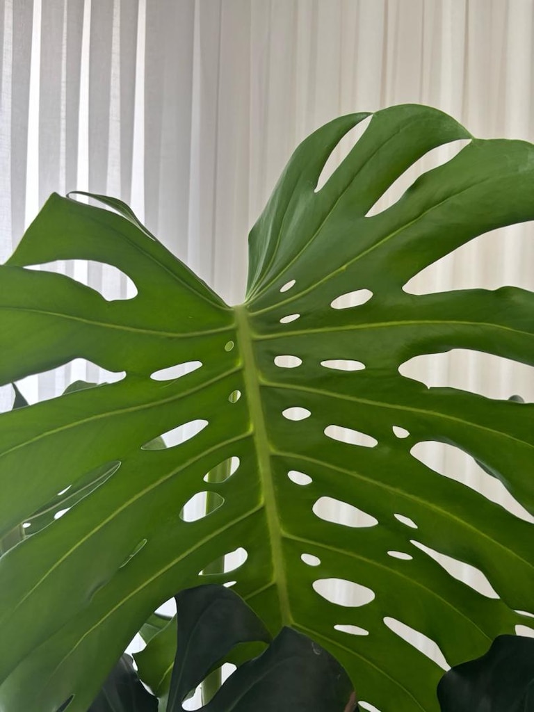 Dev Boy / Koleksiyonluk Monstera Deliciosa (Deve Tabani) - 3