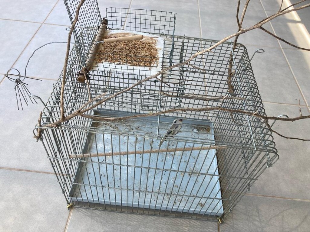 kuş tuzağı otomatik kapança - 5