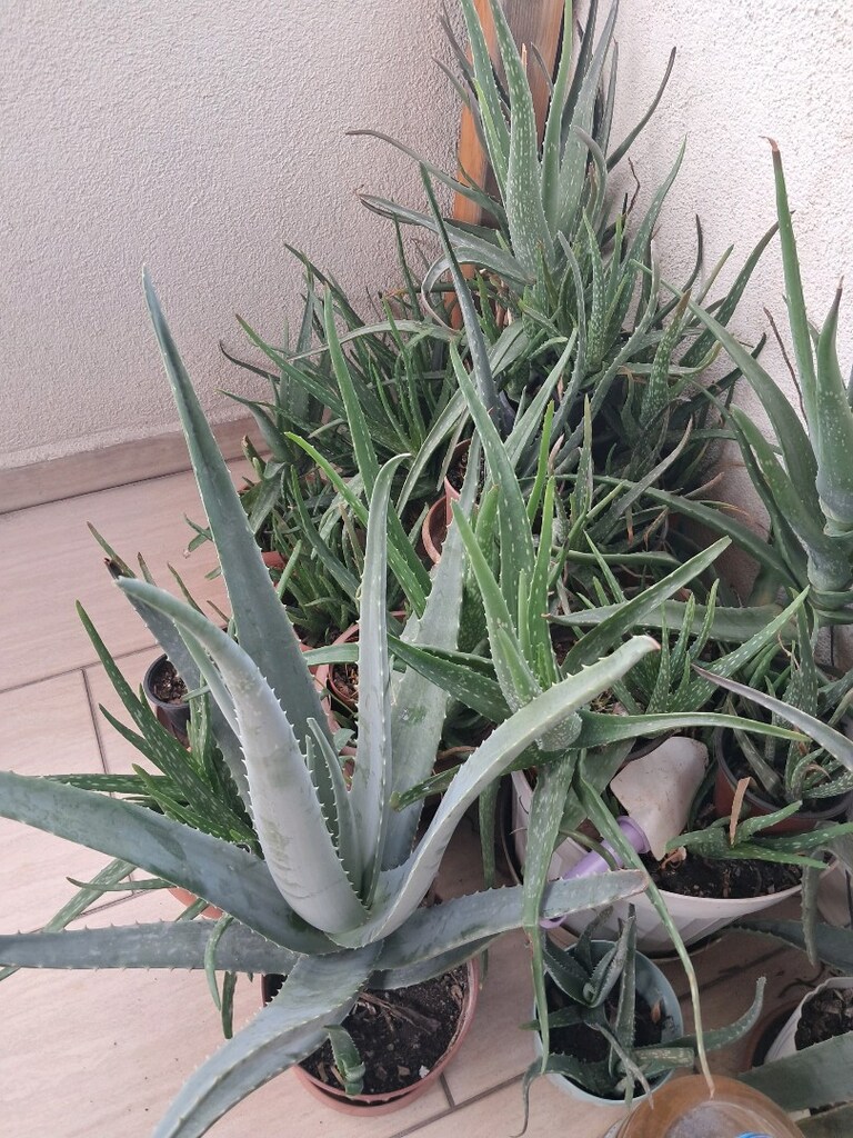 ALOEVERA BAHÇESİ - 3