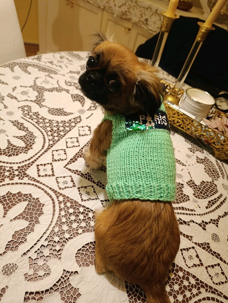 kedi köpek giyim kazak - 3