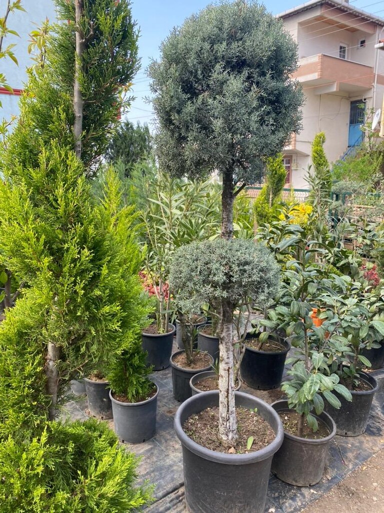 Limoni selvi çamı - 2