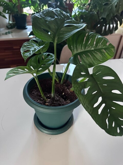 Monstera monkey deve tabanı çiçek