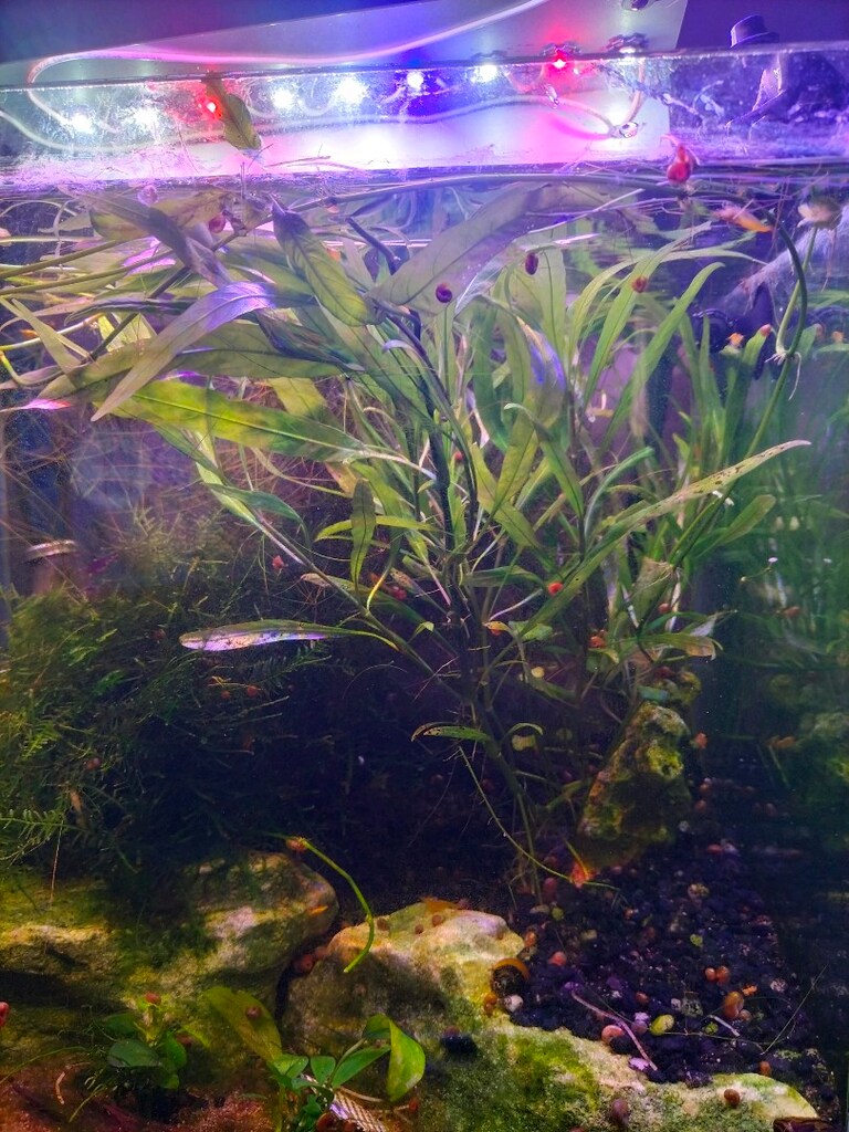 hygrophila salici - 2