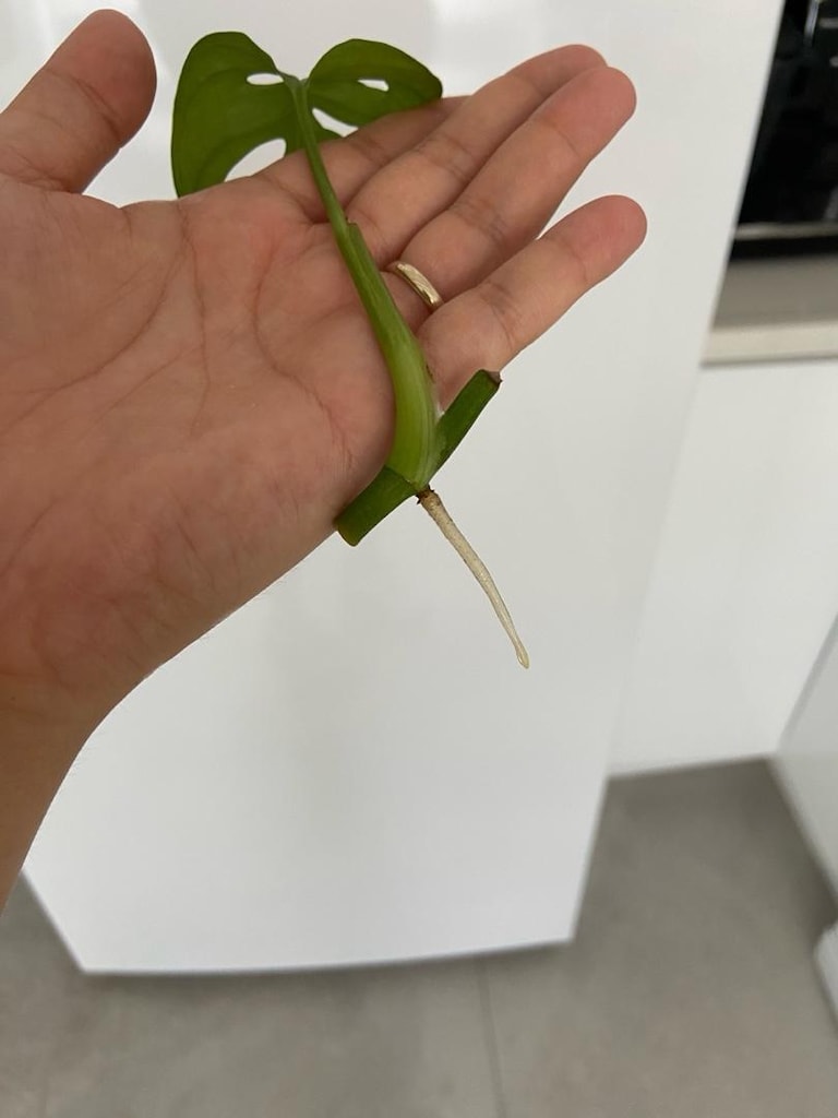 canlı bitki monstera monkey mask adansonii - 5