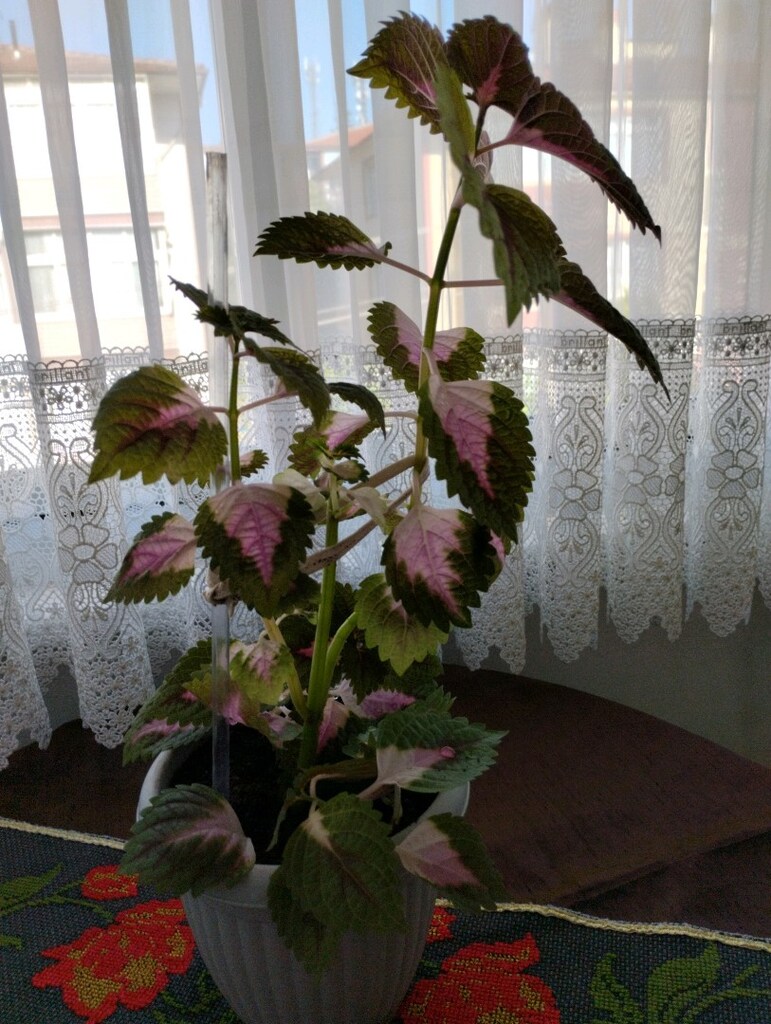 canlı çiçek, yaprağı güzel - 2