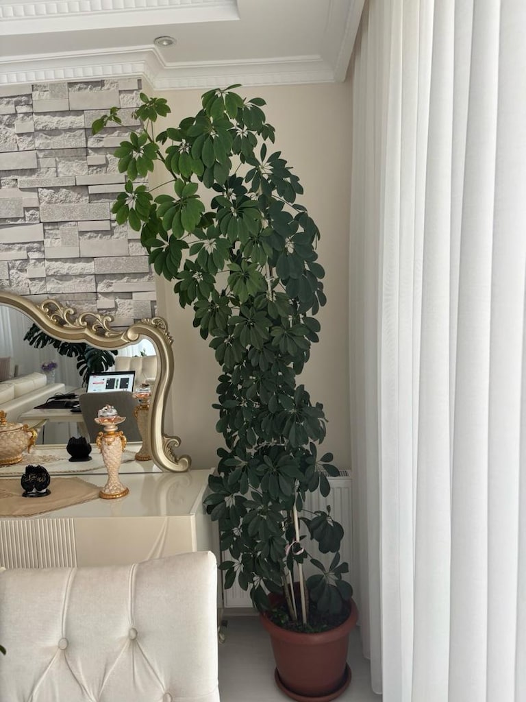 2m dev boy gur formda seflera schefflera semsiye agaci - 2