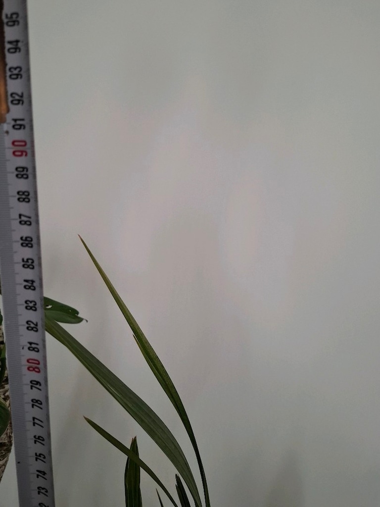 canlı çiçekler ( salon ,ofis balkon vs) - 16