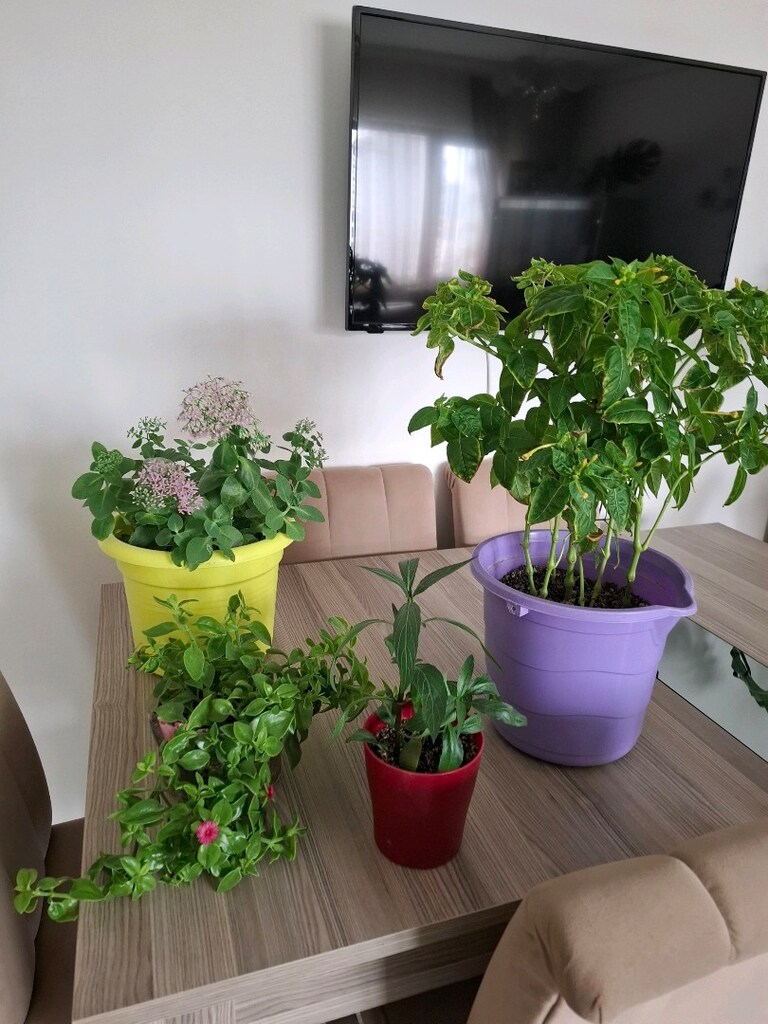 hepsi 550₺ canlı çiçekler - 8