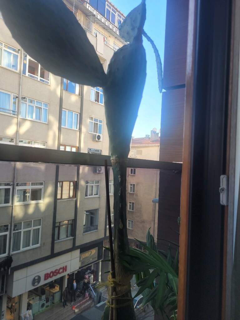 Kaktüs Çiçeğim 1.5 metre cok dalli Saksili Satılık - 4