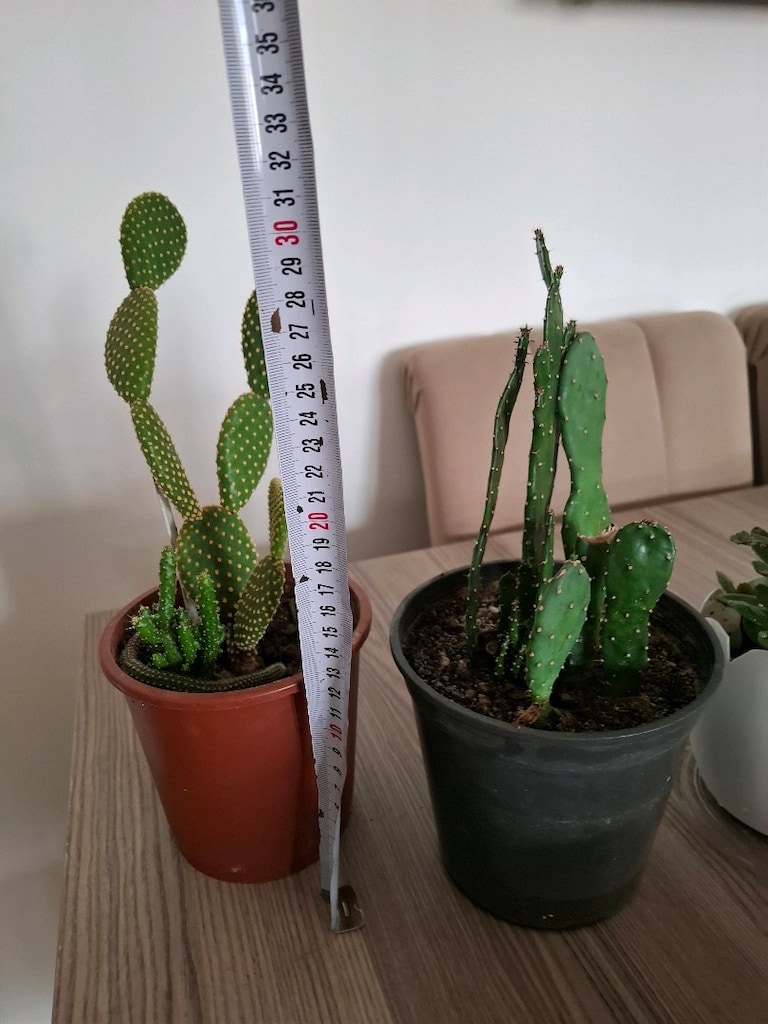 canlı çiçekler ( tane 100₺) - 14