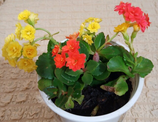 Kalanchoe Çiçeği Çift Renk Büyük Boy Kalanchoe