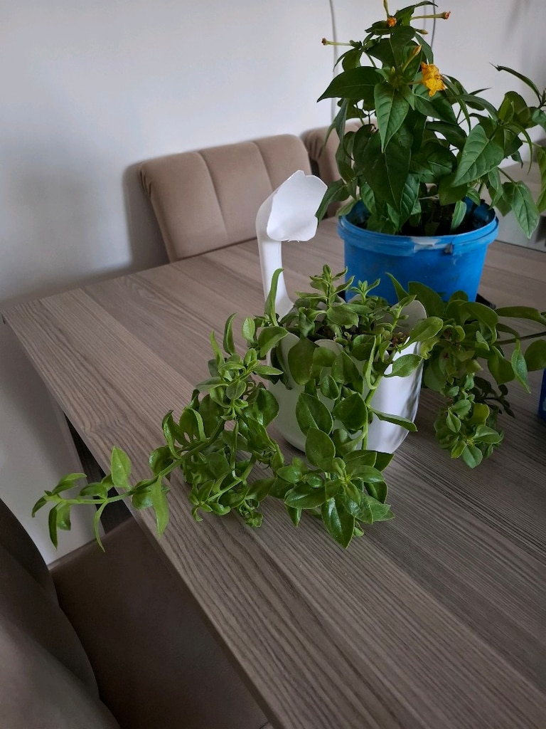 canlı çiçekler ( hepsi 350₺) - 8