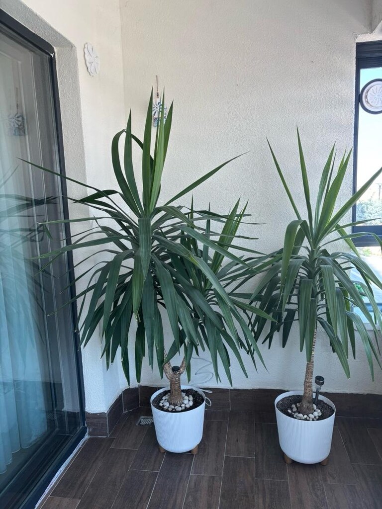 yukka - ofis ve ev çiçeği - 5