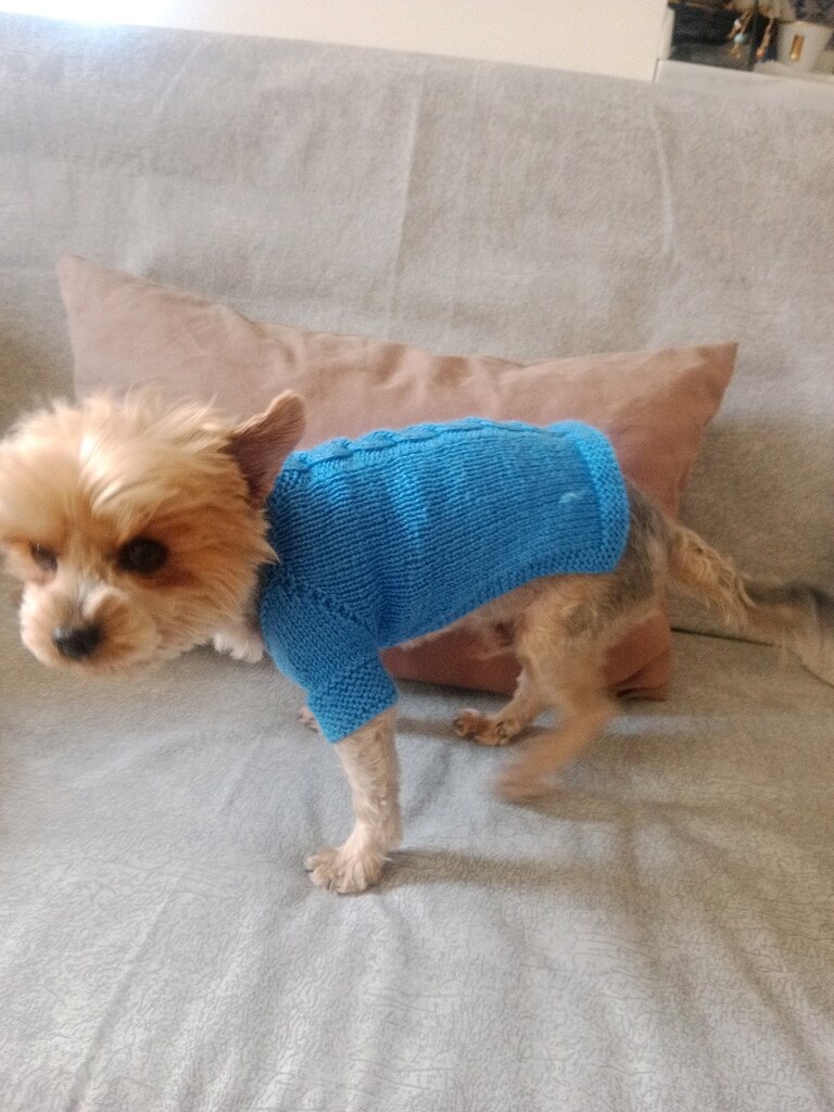 Köpek giyisisi S beden - 3