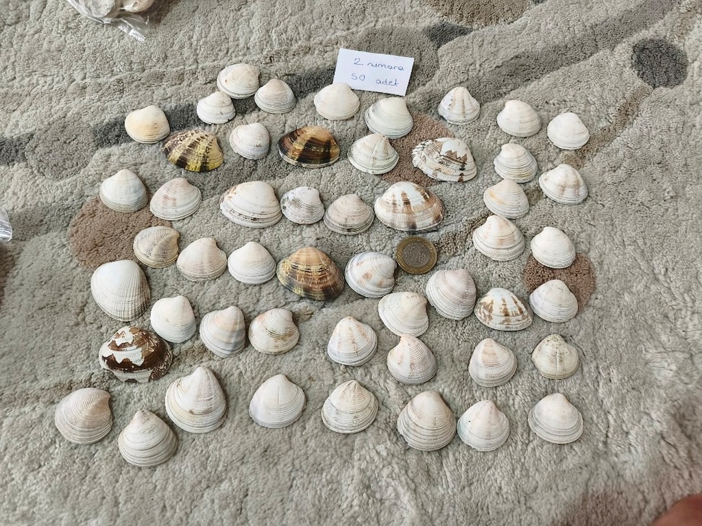 doğal Deniz kabukları - 3
