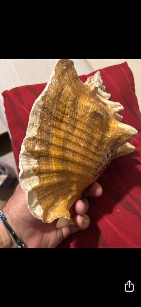 DEKORATİF BÜYÜK DENİZ KABUĞU 24 cm - 6