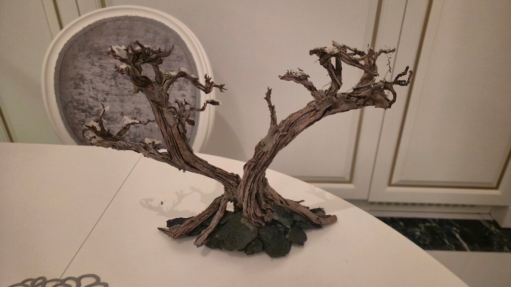 Doğal moss ağacı - 2