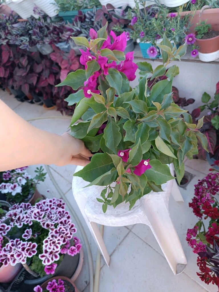 begonvil çiçeği - 3